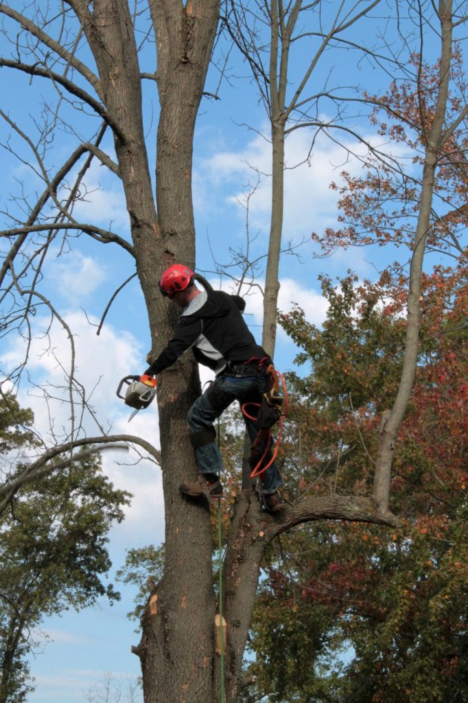 What Are the Techniques for Cutting Trees