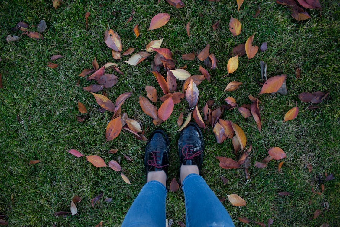 How to Remove Dead Leaves Off Your Lawn