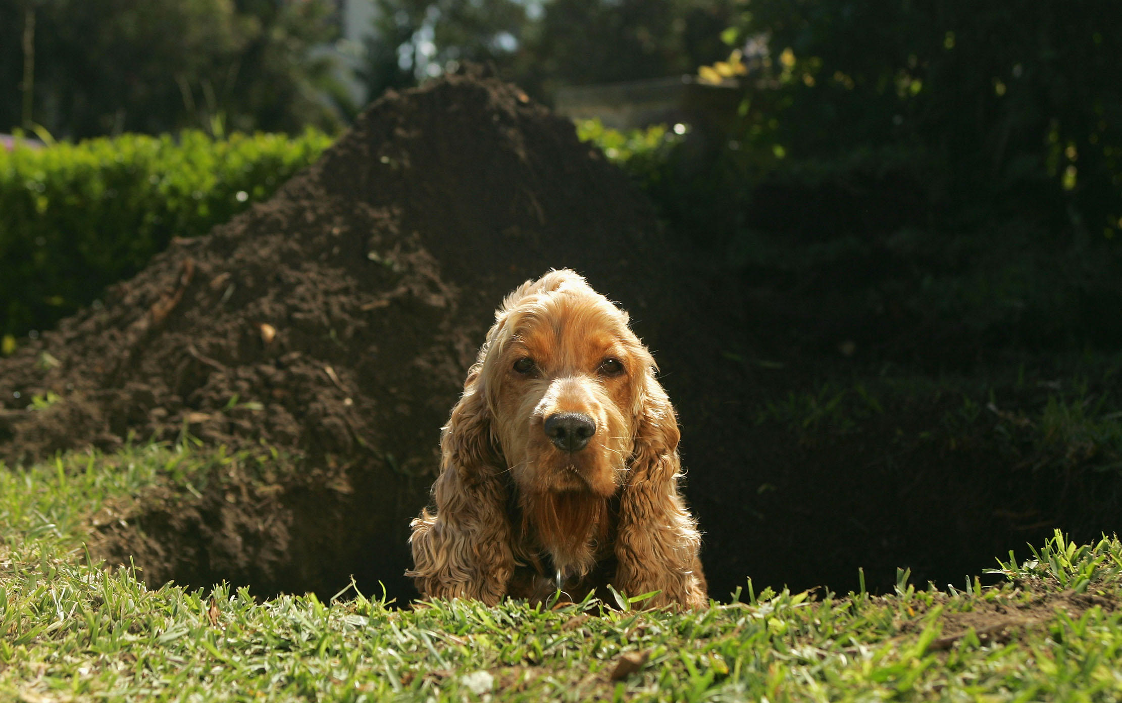 How to Keep Your Dog Out of Your Garden?