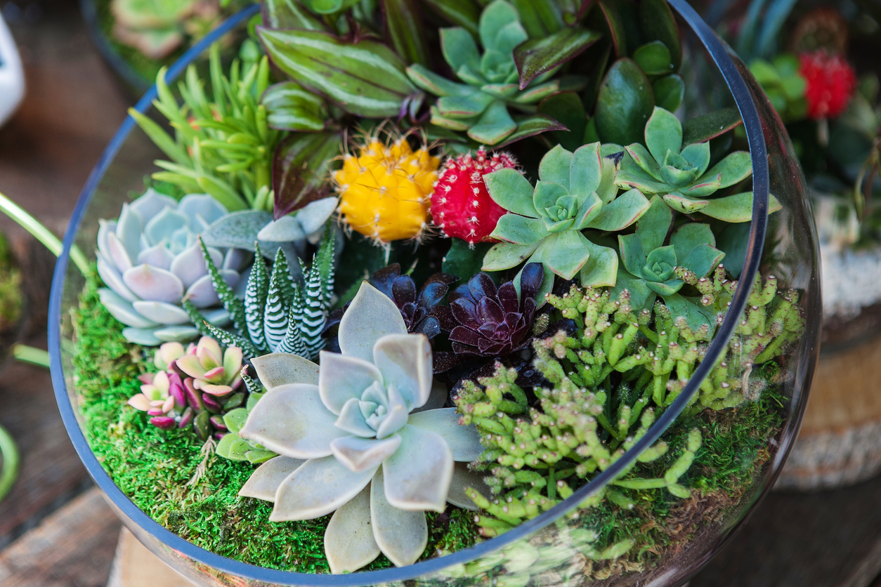 Best Outdoor Succulent Design Ideas