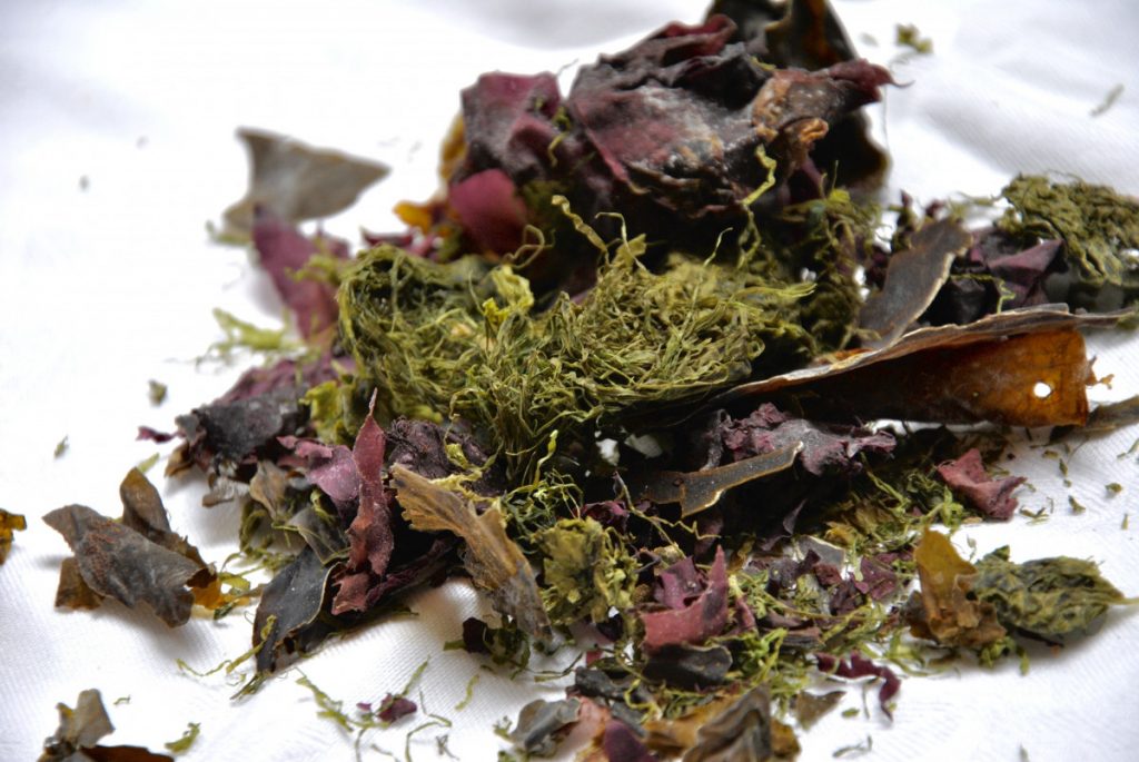 2 Steps to Use Seaweed as Fertilizer (1)