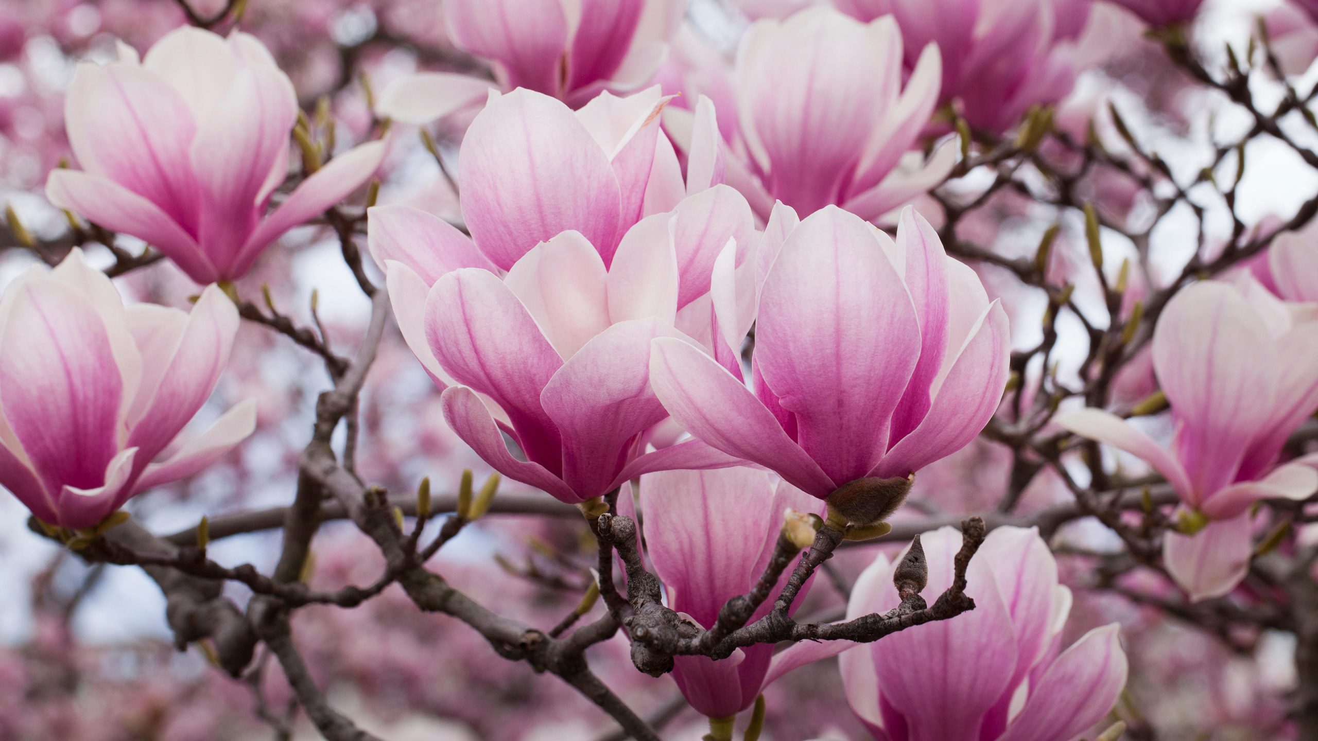 Here’s How to Prune Magnolia Trees