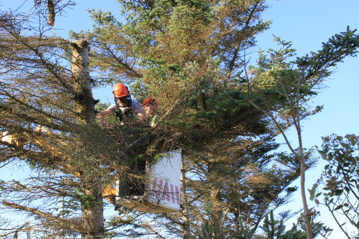 3 Steps to Prune a Tree