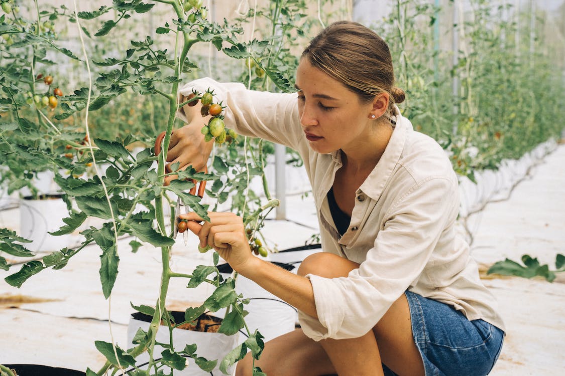 How to Prune a Plant