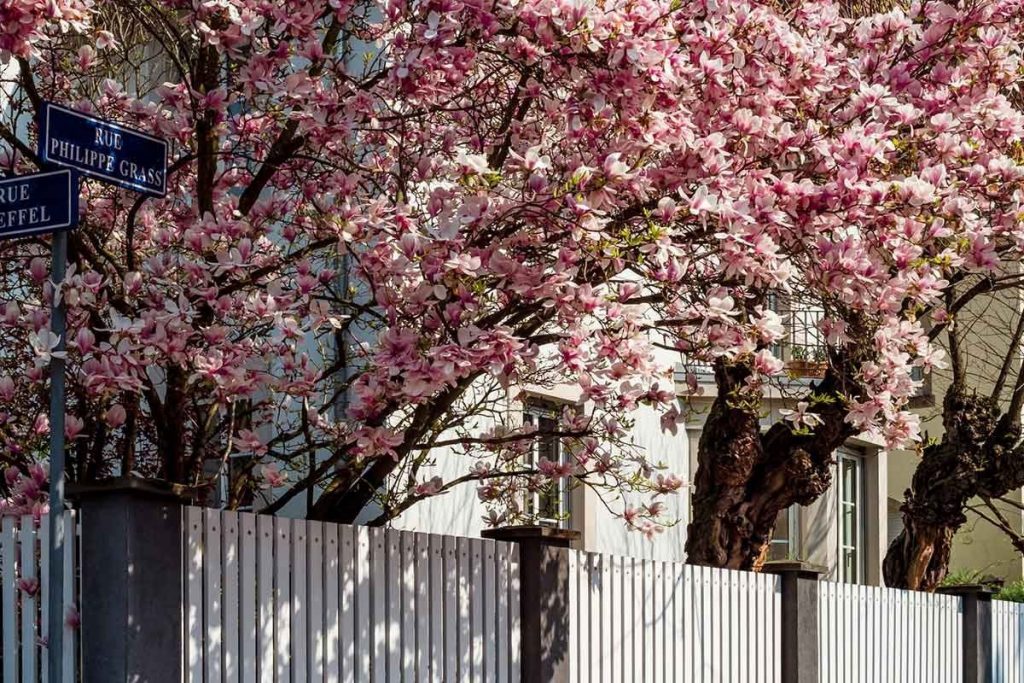 Here’s How to Prune Magnolia Trees (Part 2)