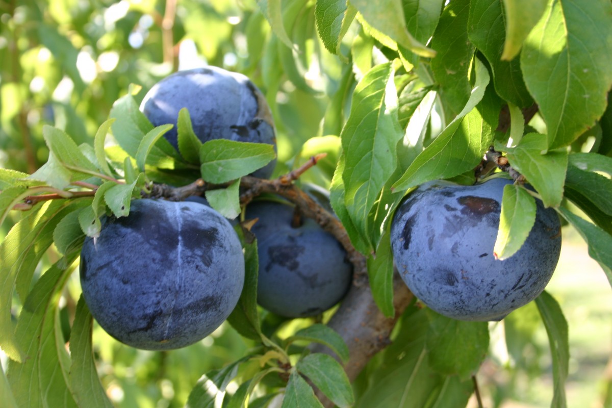 4 Steps About Pruning Fruit Trees