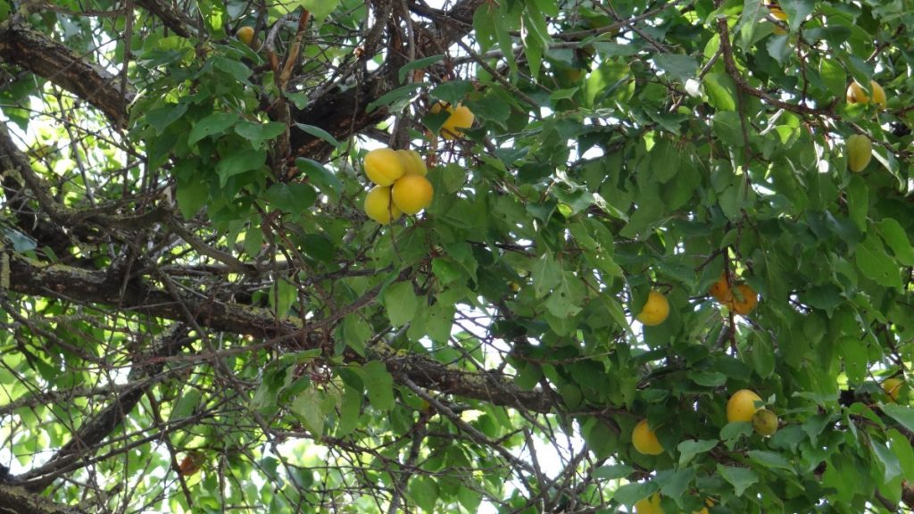4 Steps About Pruning Fruit Trees