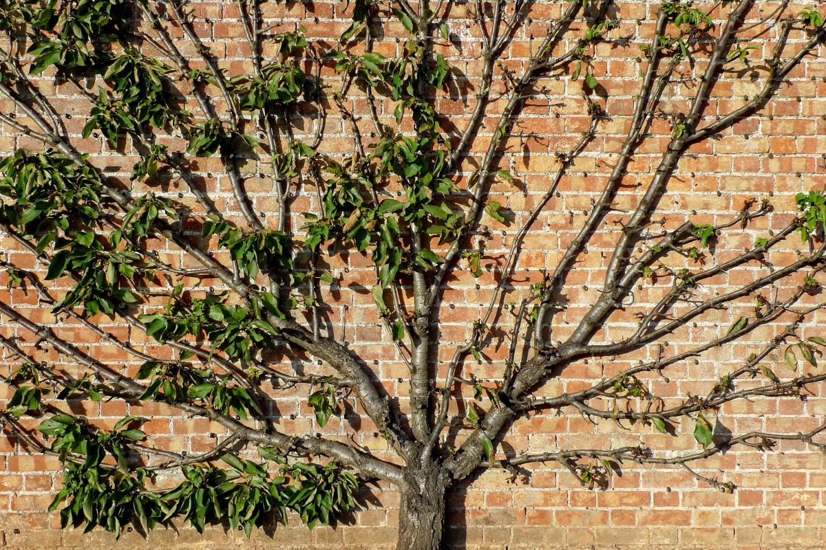 Prune Fruit Trees