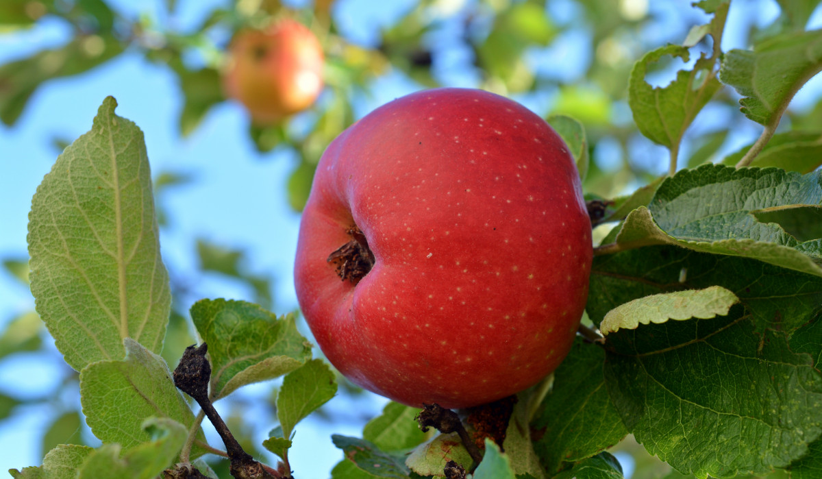 Prune Fruit Trees