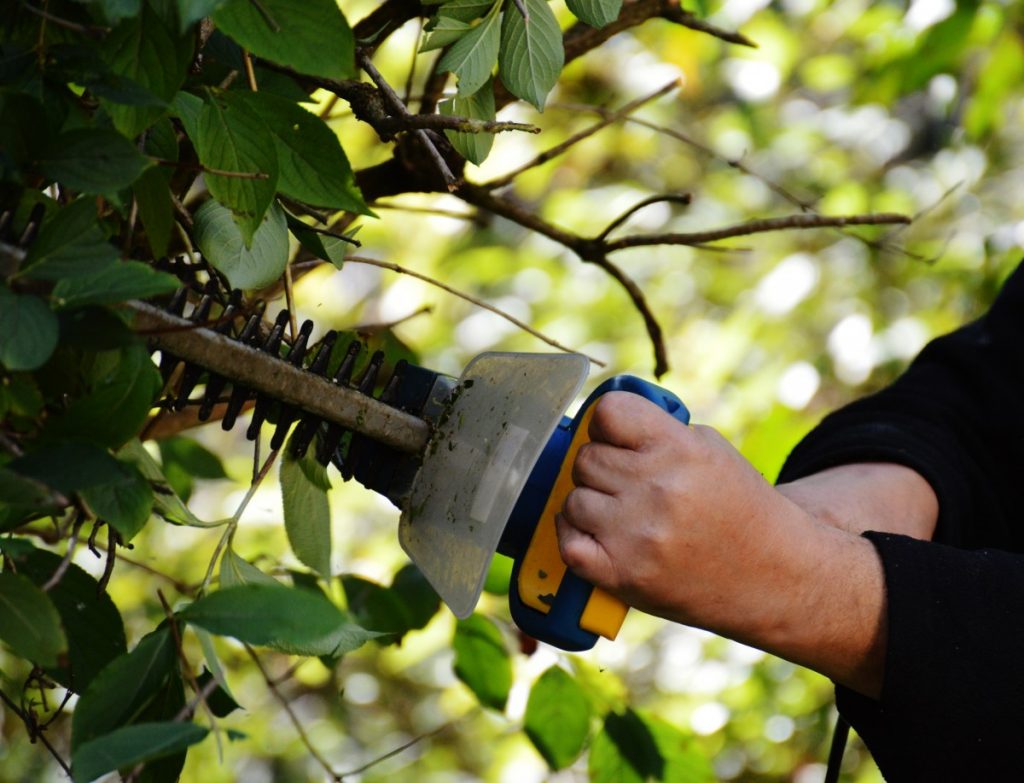 Prune Fruit Trees