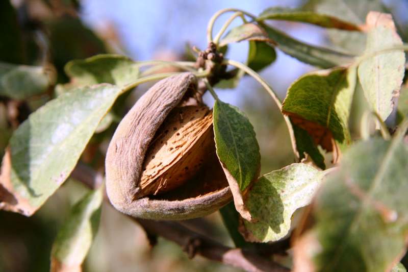 Step-By-Step Guide to Pruning an Almond Tree