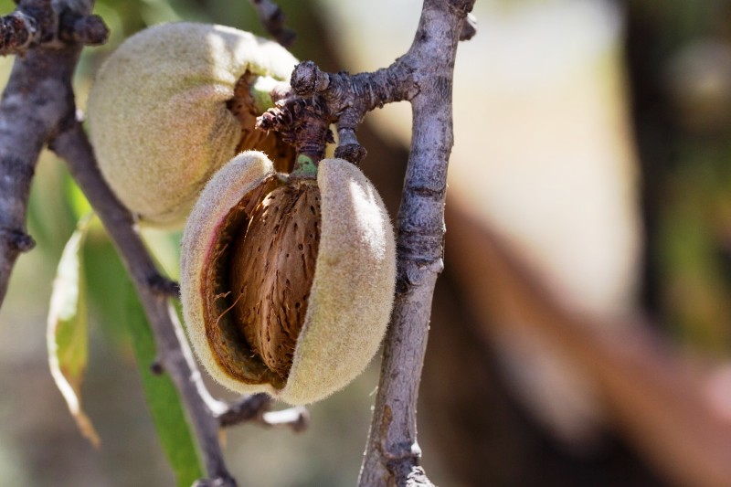 Step-By-Step Guide to Pruning an Almond Tree