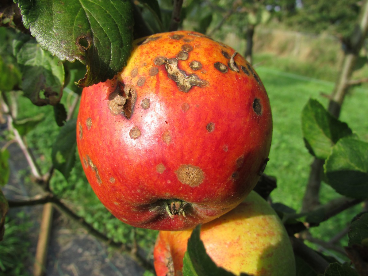 3 Steps for Treating Fruit Tree Moniliasis