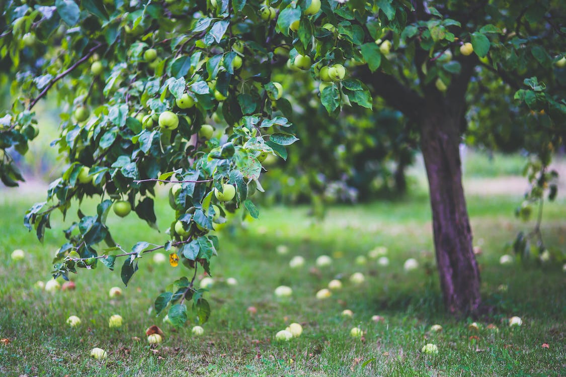 3 Steps for Treating Fruit Tree Moniliasis