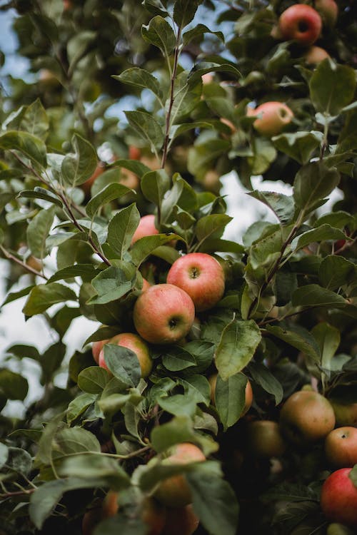 How to Rejuvenate Your Fruit Tree