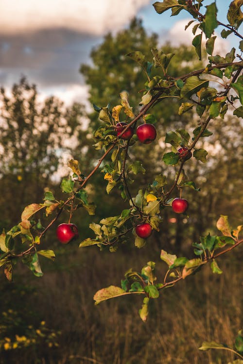 How to Thin Fruit Trees