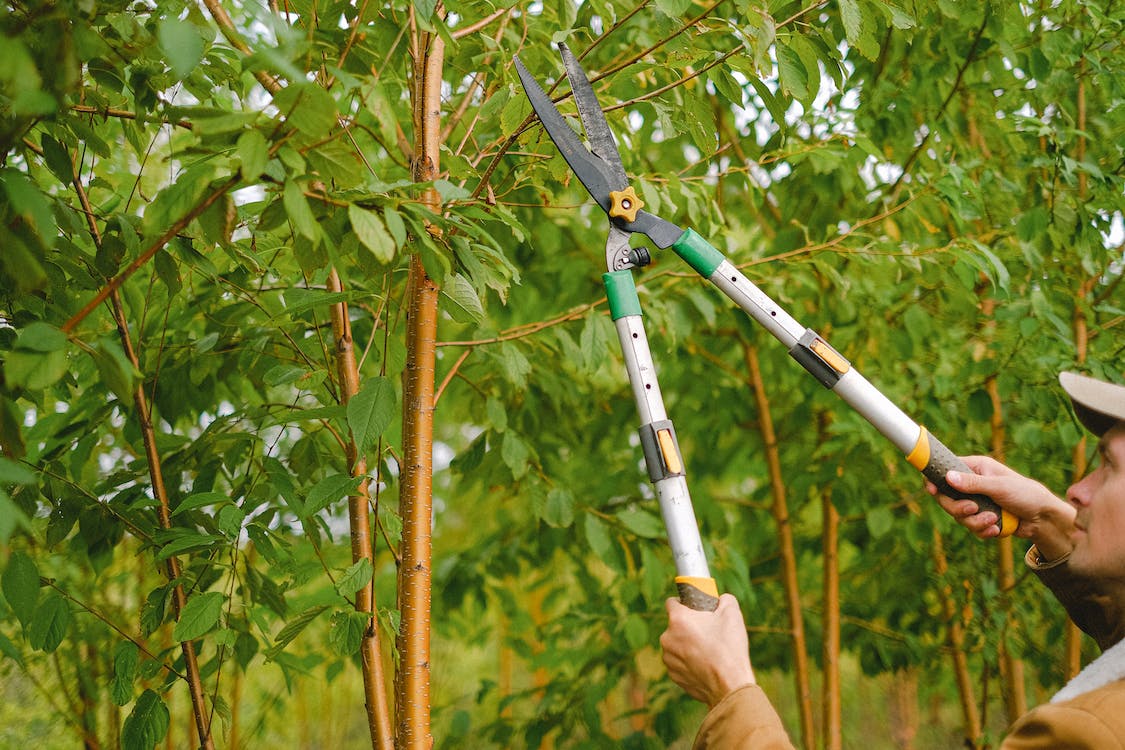 How to Thin Fruit Trees