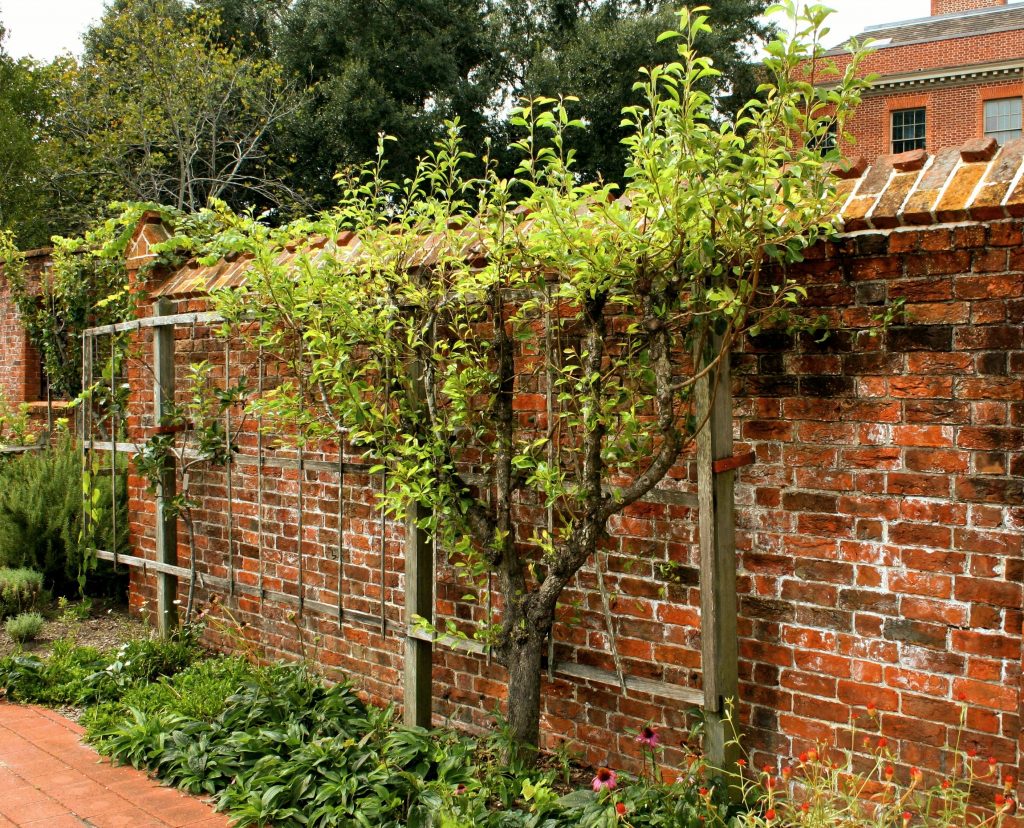 How to Train a Fruit Tree in Palmette