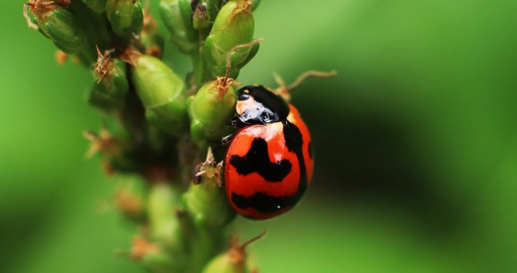 Bug1