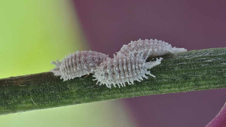 How to Fight Cochineal Bugs with Natural Remedies | Garden lovers