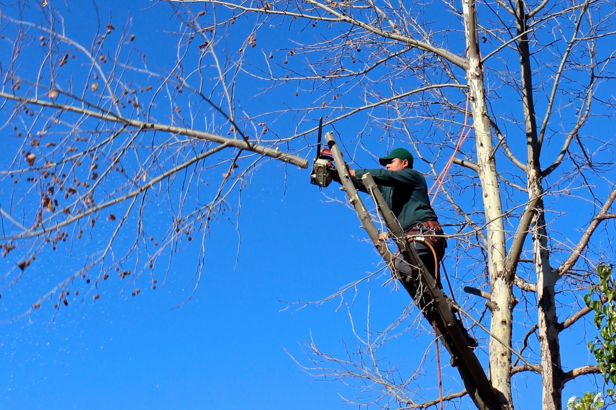 How to Cut Branches