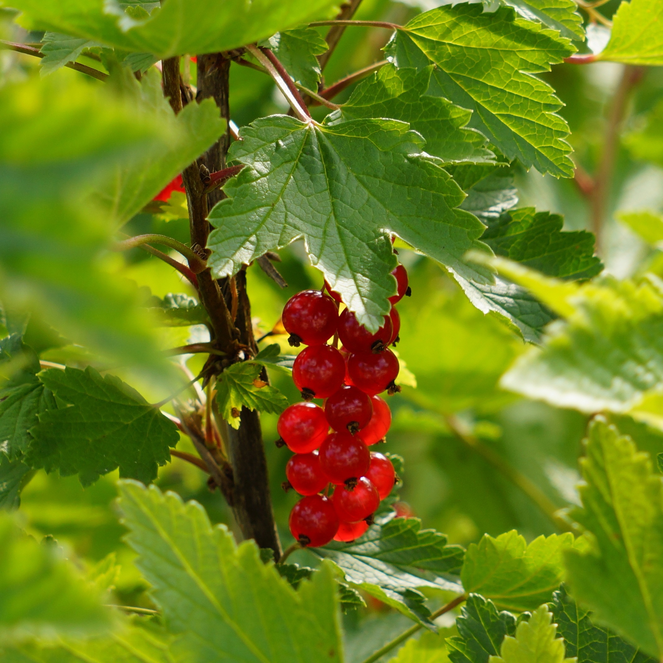 How to Prune Redcurrant Tree