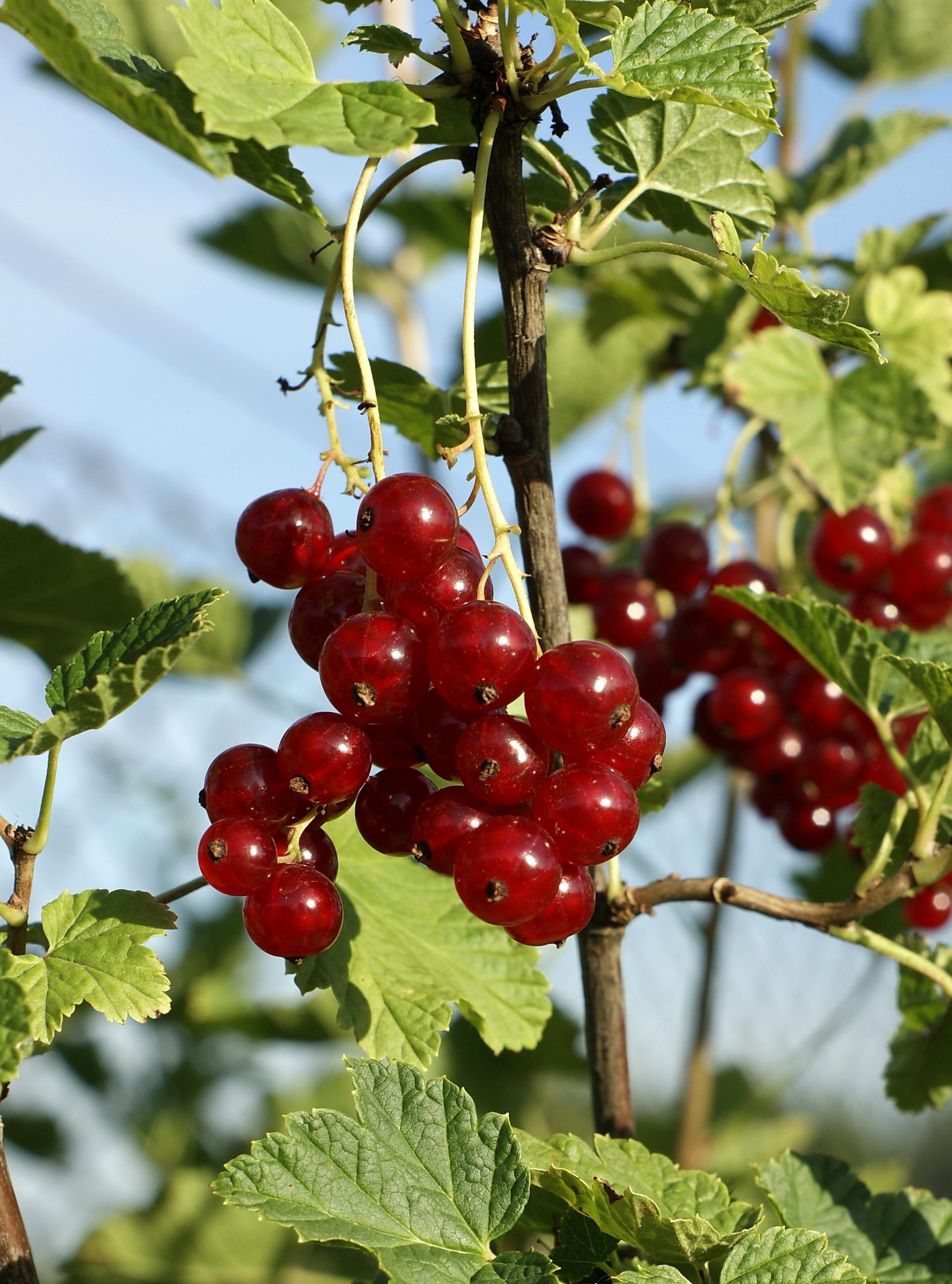 How to Prune Redcurrant Tree