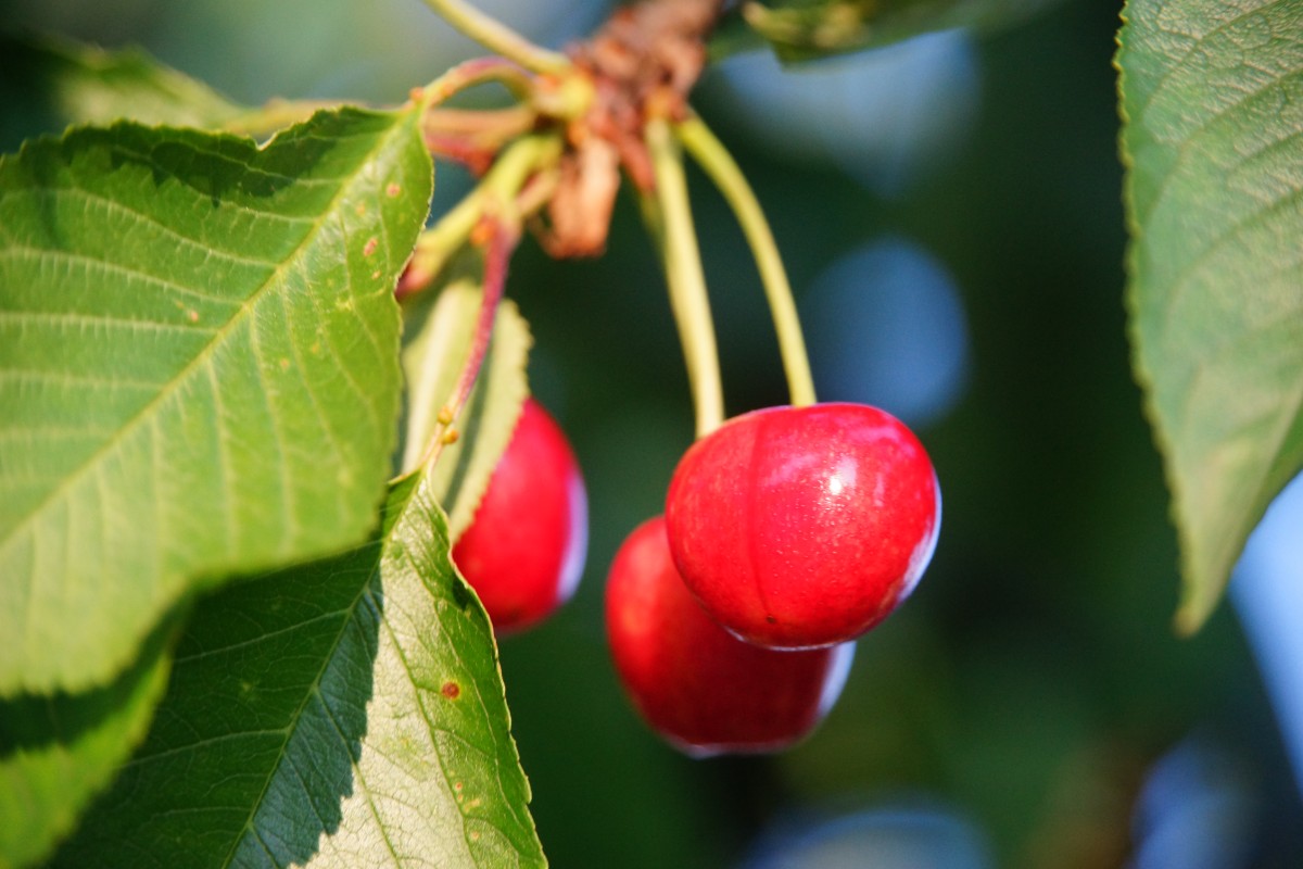 Cherry Tree