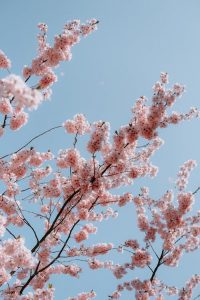 Cherry Tree