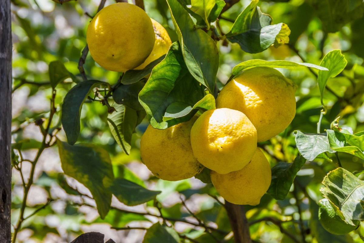 How to Prune a Lemon Tree