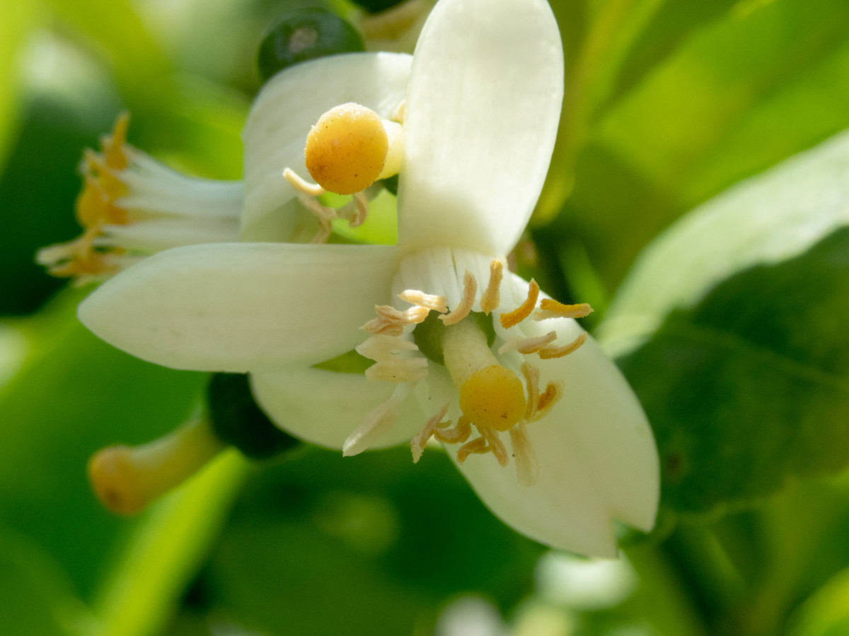 How to Prune a Lemon Tree