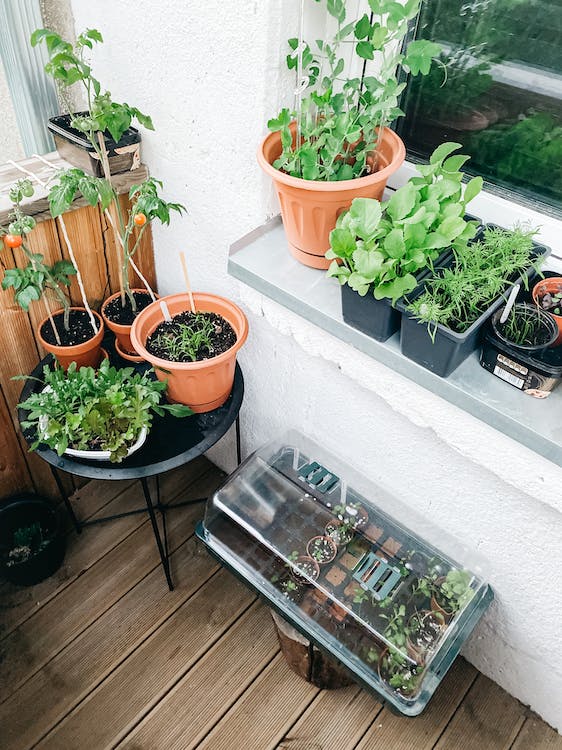 Setting Up a Garden on Your Balcony for Less Than $200!