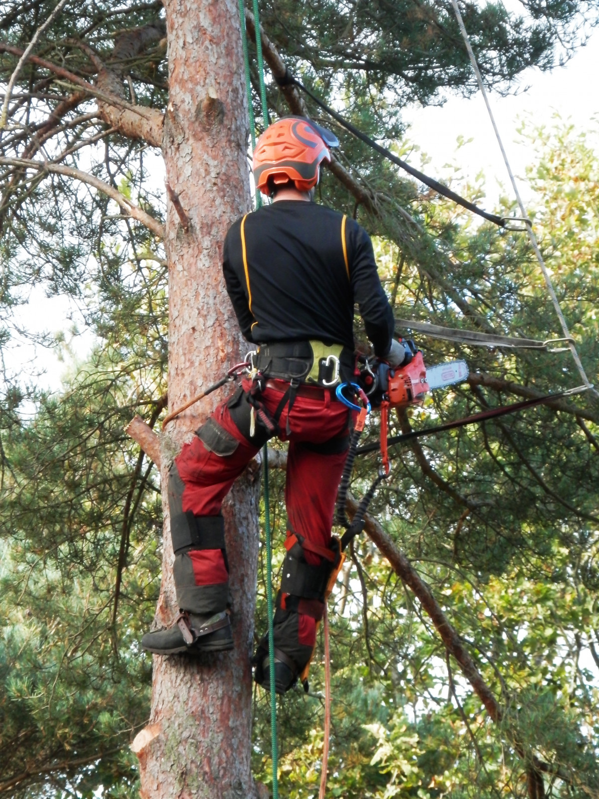 What Are the Methods of Tree Lopping?