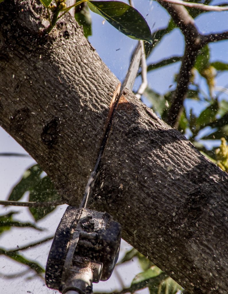 What Are the Methods of Tree Lopping?