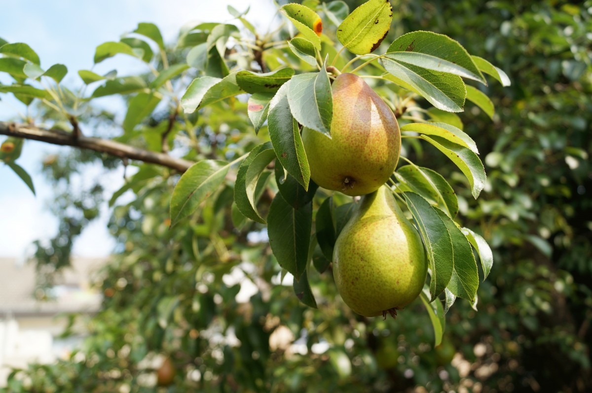 pear tree