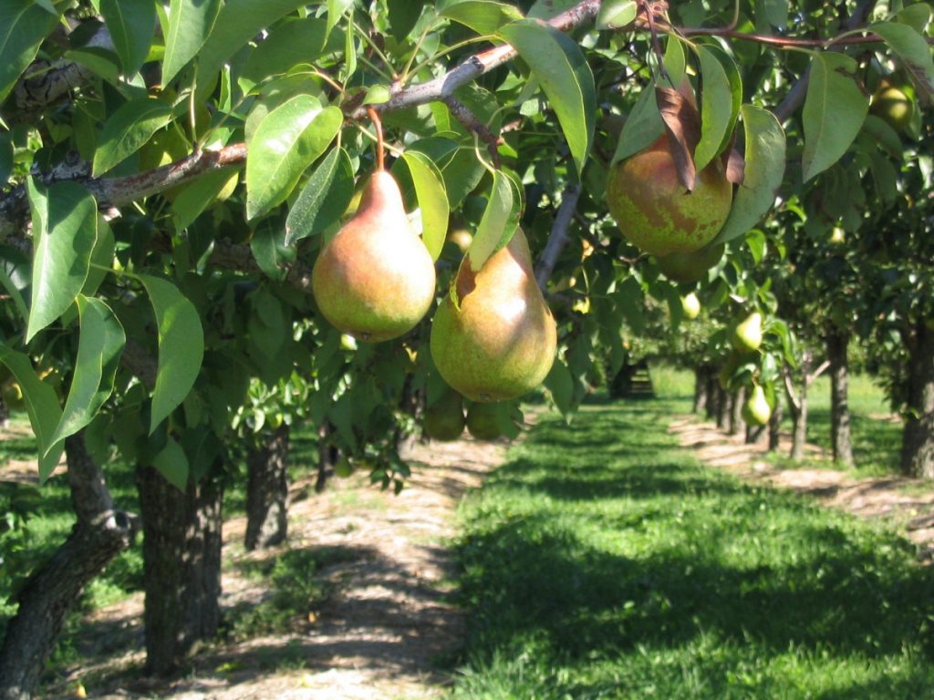 pear tree