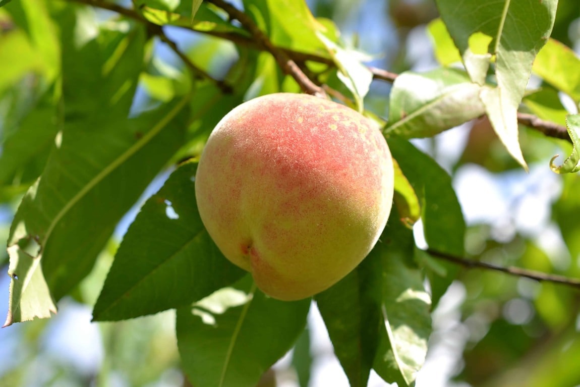 3 Steps for Pruning an Apricot Tree