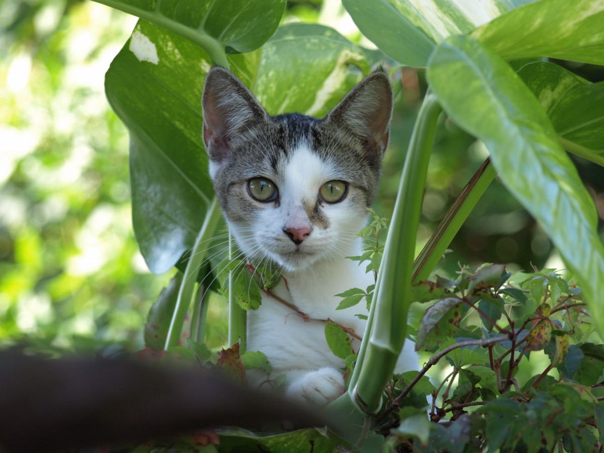 4 Ways to Keep Cats Away From Your Garden