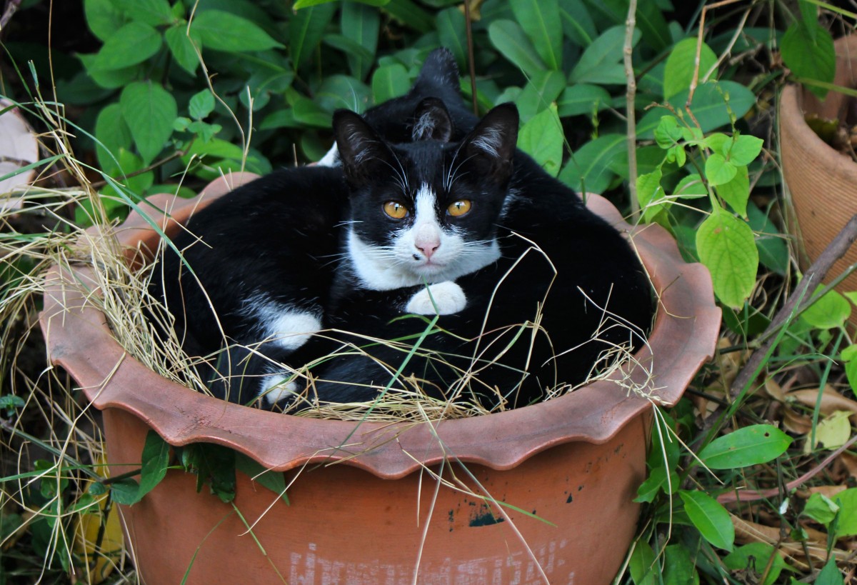 4 Ways to Keep Cats Away From Your Garden