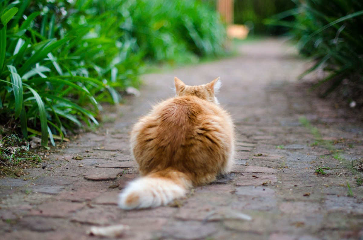 4 Ways to Keep Cats Away From Your Garden