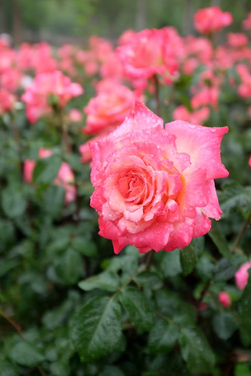 6 Easy Steps for Growing Roses