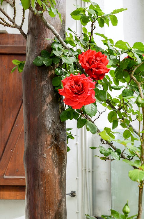 6 Easy Steps for Growing Roses