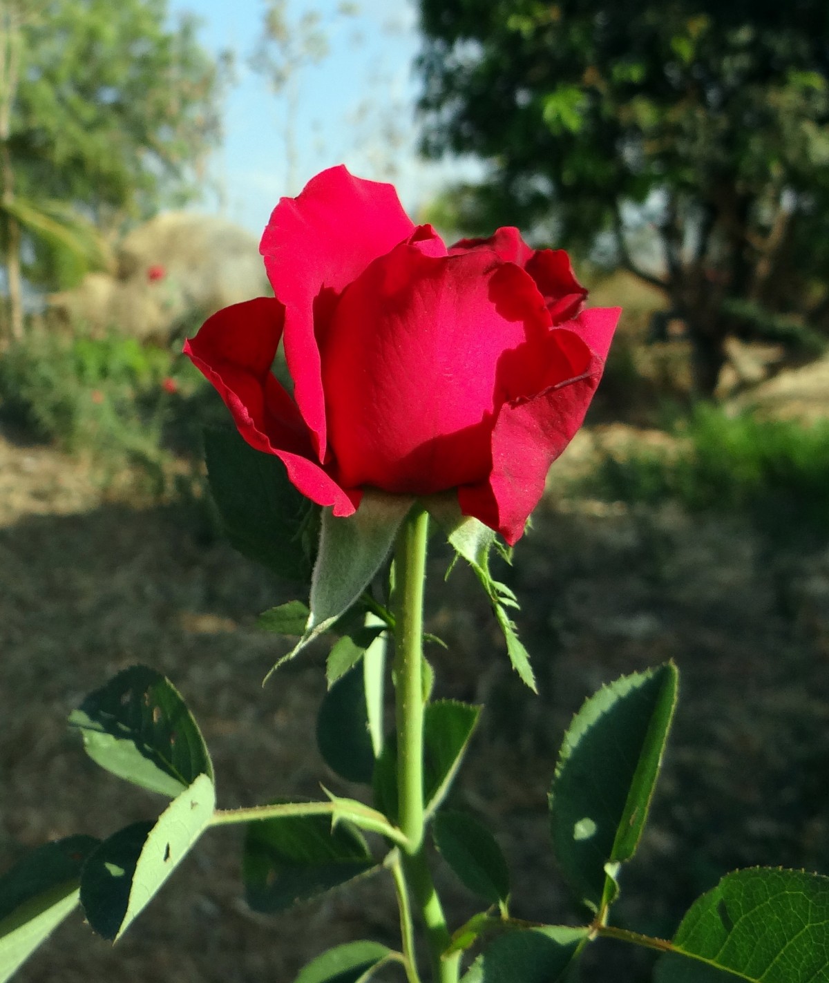 6 Easy Steps for Growing Roses