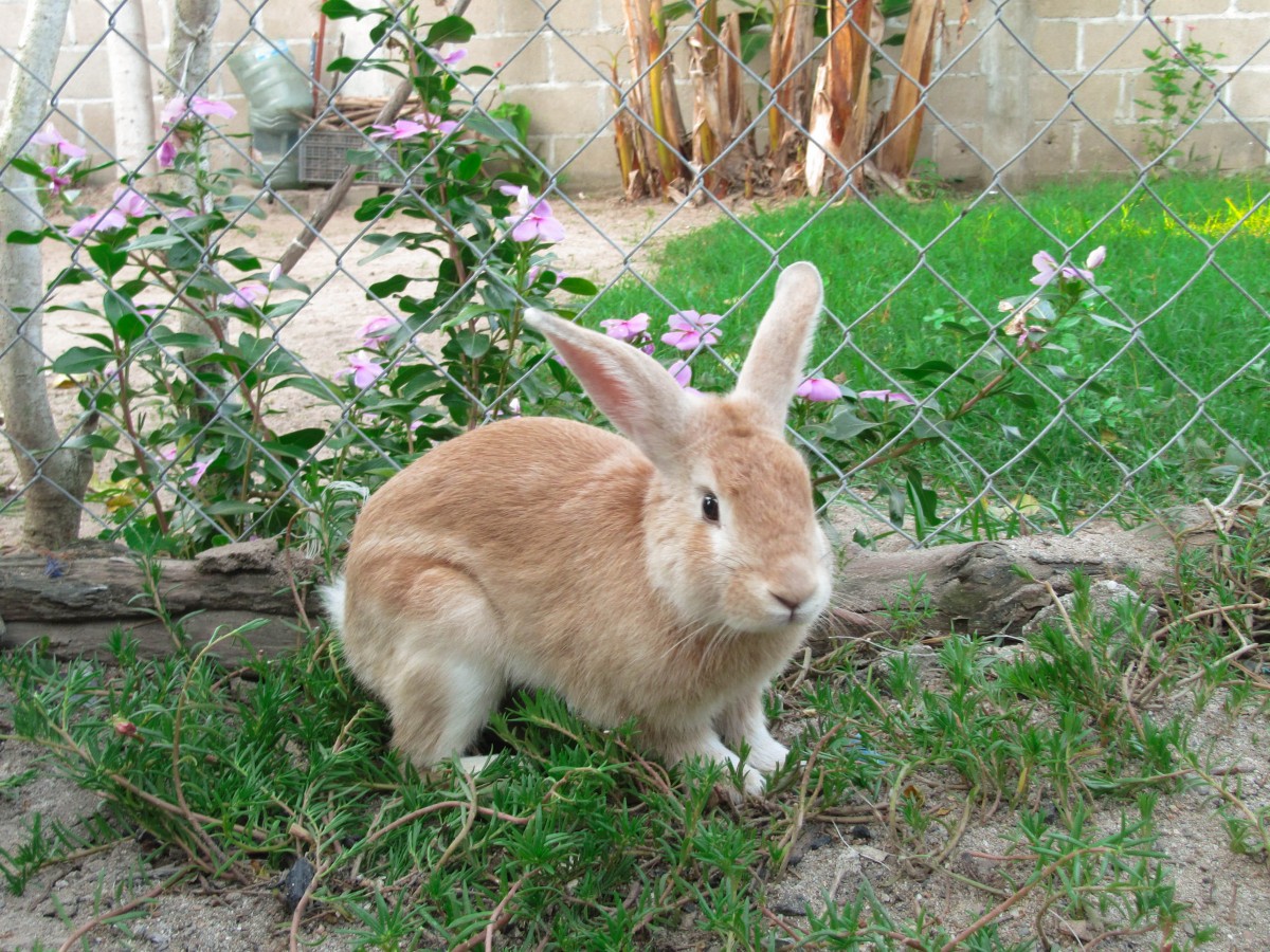 How to Protect Your Garden From Rabbits