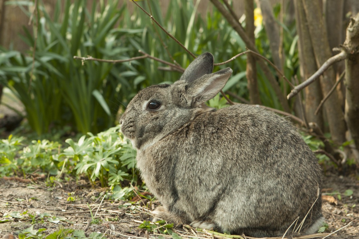 How to Protect Your Garden From Rabbits