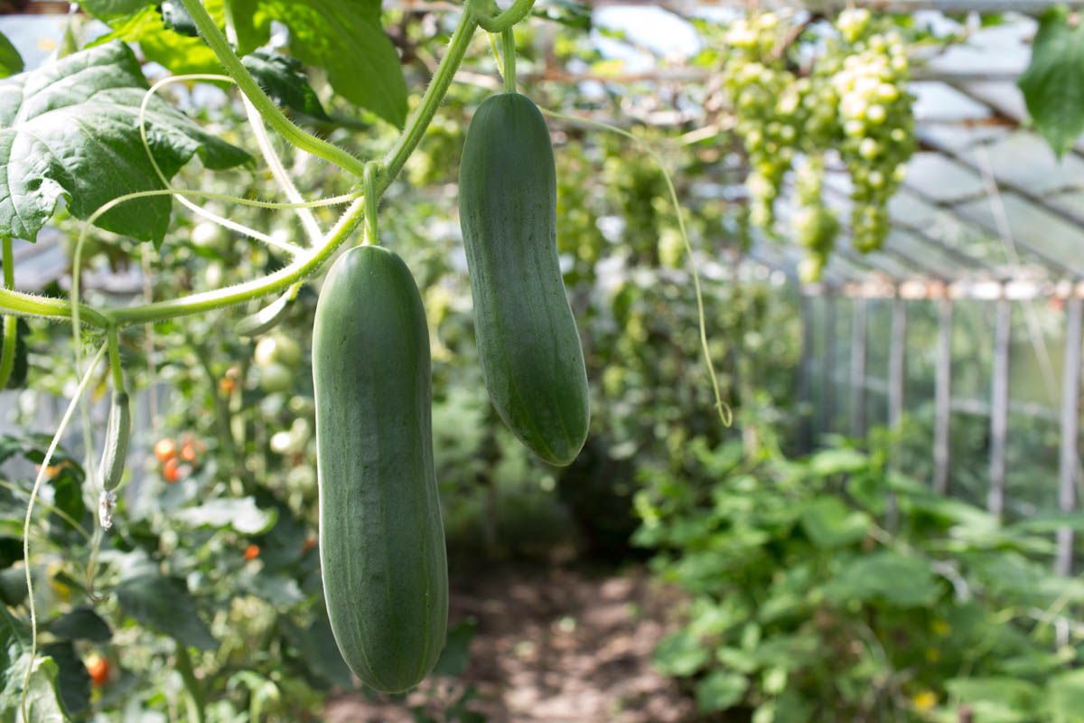 Growing Cucumbers: The Ultimate Growing Guide