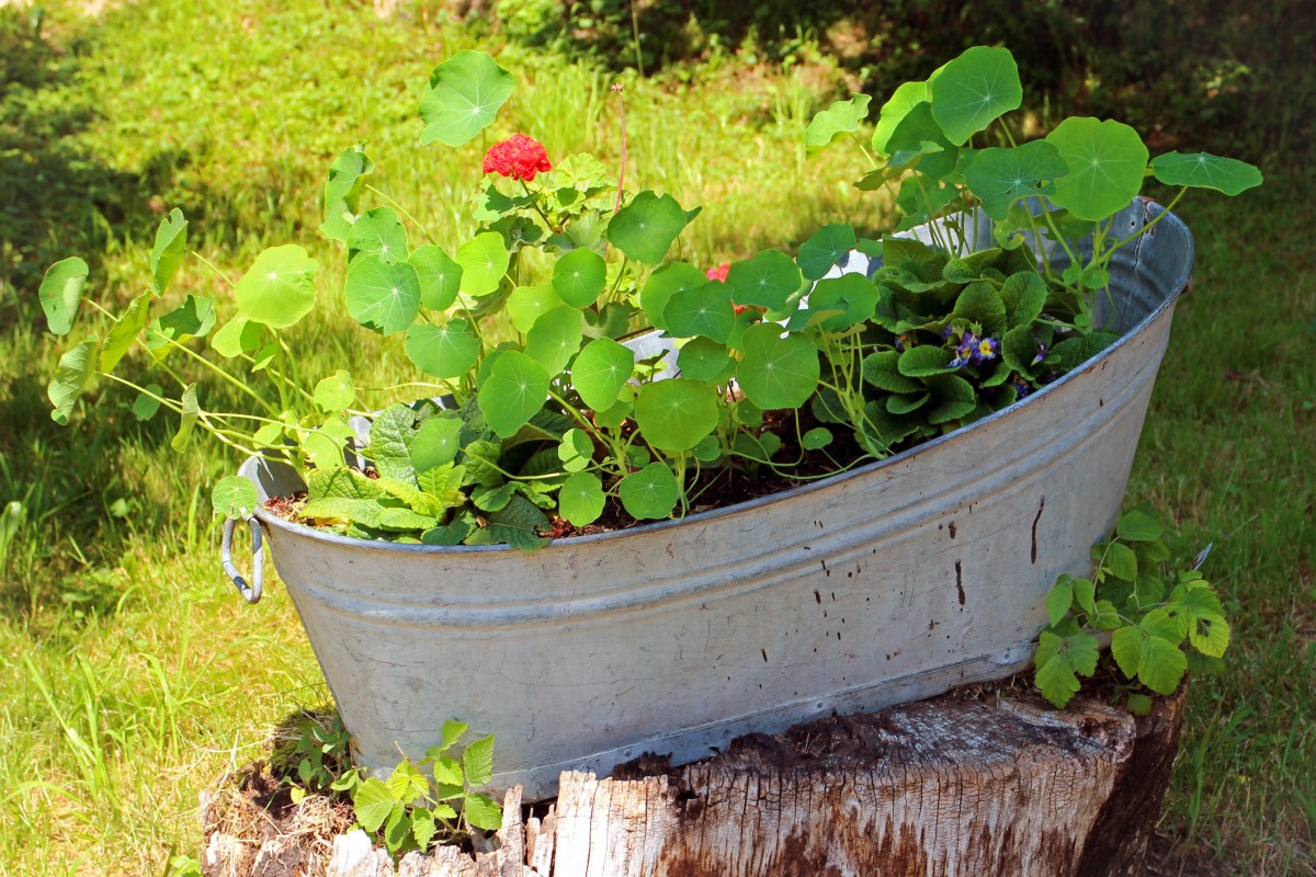 Planters and Plant Pots: Which Material to Choose?