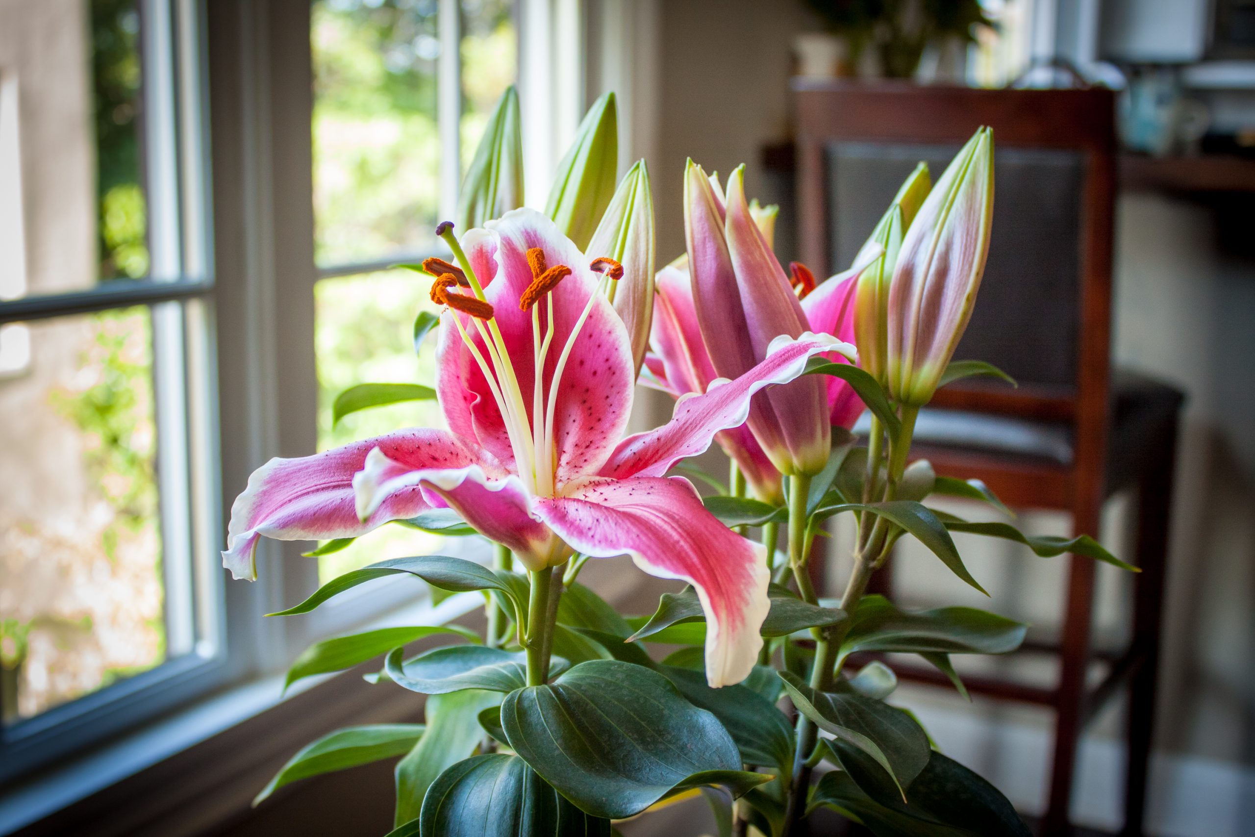 Lily Plant Guide: How to Grow and Care for Lilies