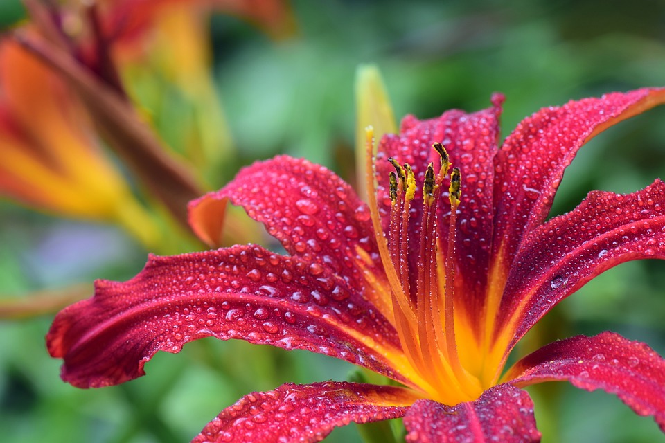 Lily Plant Guide: 9 Things You Didn’t Know About Lilies