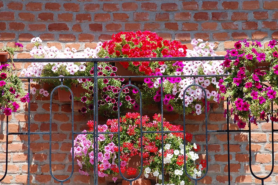 Flowering Your Terrace - 10 Hanging Plants